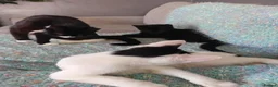 Domestic Shorthair cats for adoption: A loving female cat looking for her forever home - Advert 3