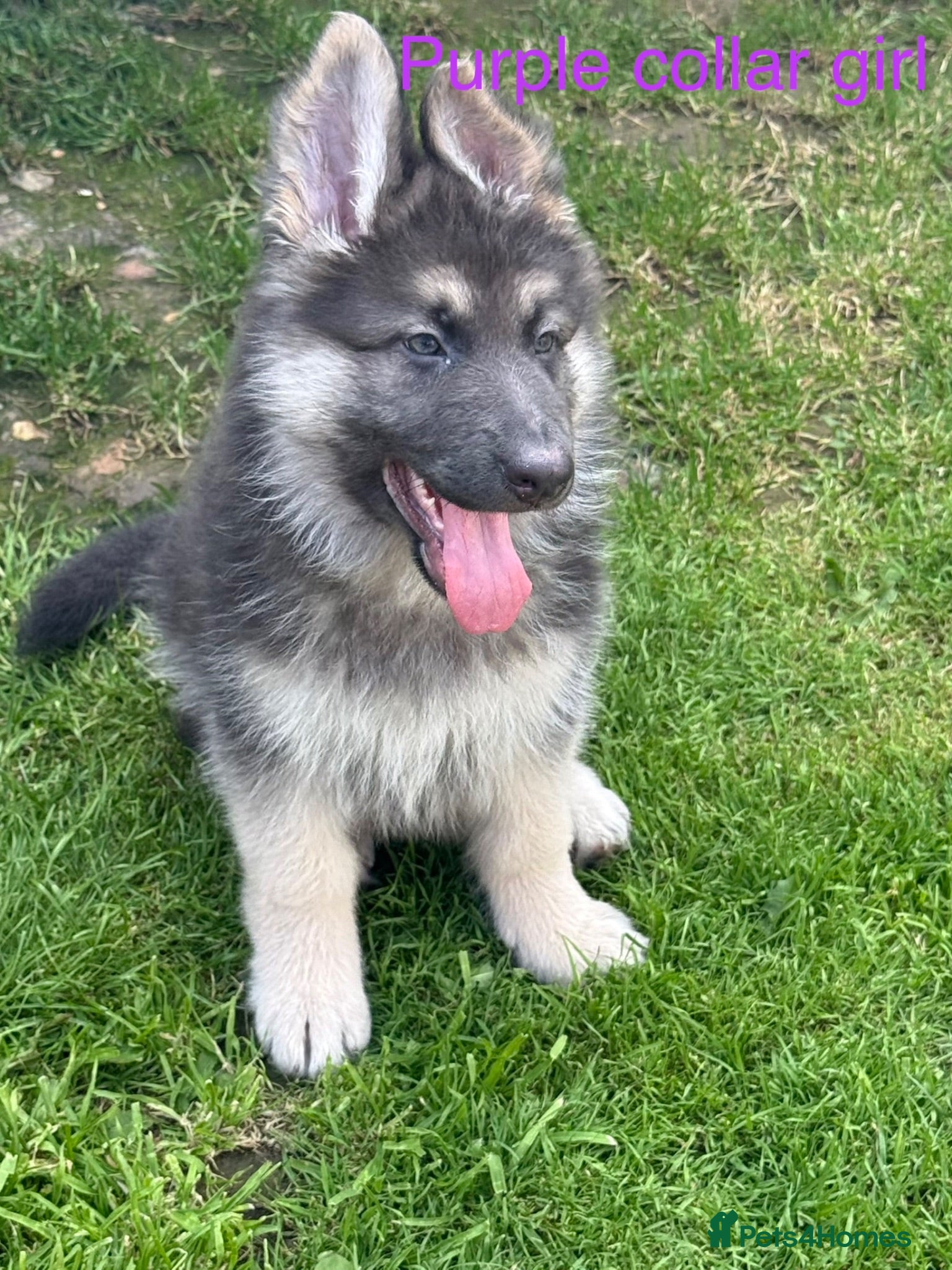 German Shepherd dogs RARE BLUE GERMAN SHEPHERD PUPPIES KC  - Advert 1