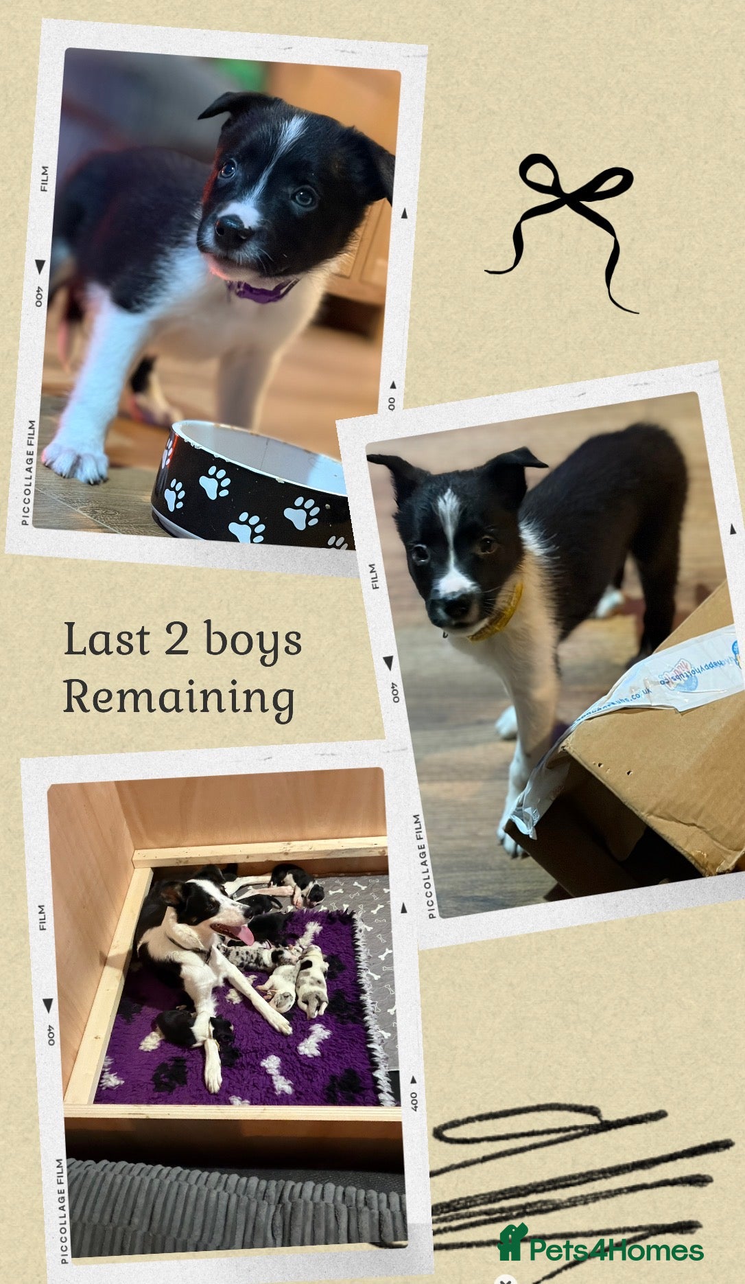 Border Collie dogs LAST 2 BOYS REMAINING  - Advert 2