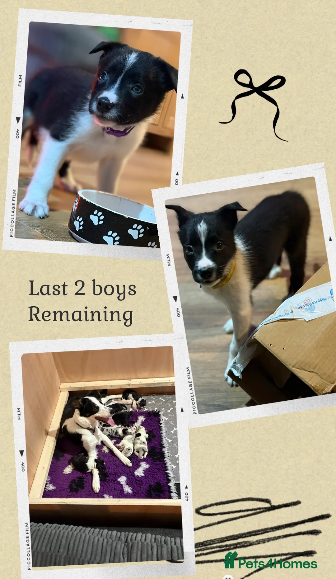 Border Collie dogs for sale: ONLY ONE BOY REMAINING (READY TO GO TUE) - Advert 3