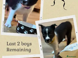 Border Collie dogs LAST 2 BOYS REMAINING - Advert 2