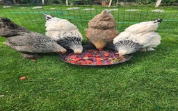 Chickens poultry for sale: Hatching eggs - Image 26