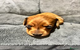 Miniature Dachshund dogs for sale: Beautiful Miniature Dachshund Puppies - Image 6