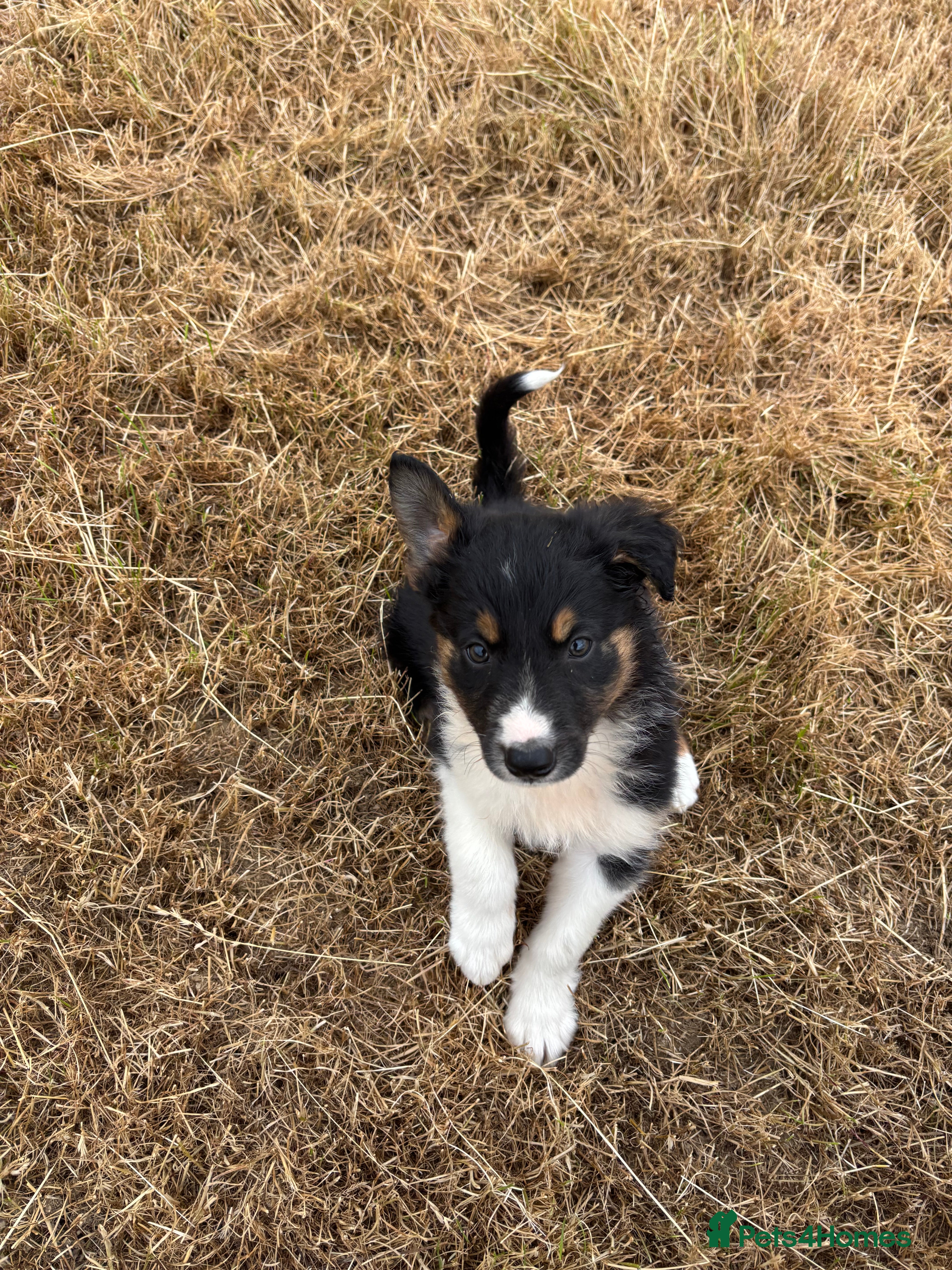 Border Collie dogs Long Coated Welsh Border Collie Puppies - Advert 2