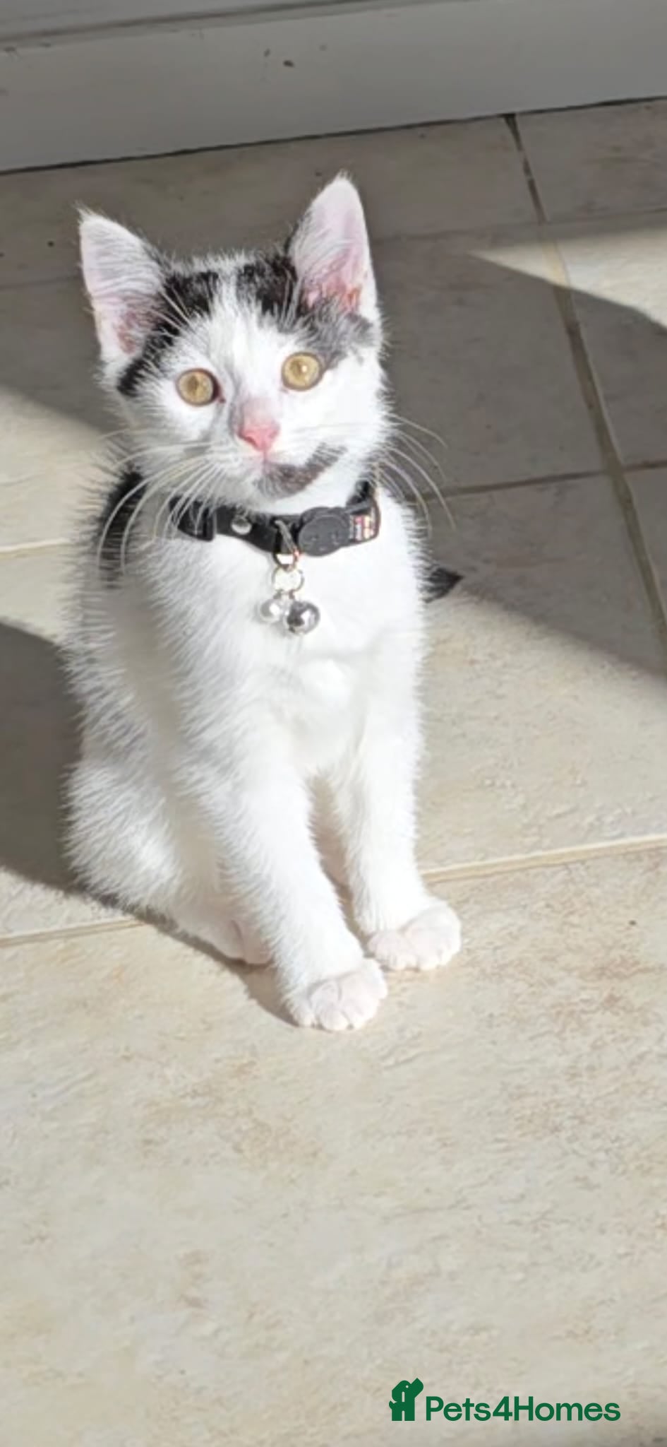 British Shorthair cats Beautiful 6 month old White Kitten - Advert 1