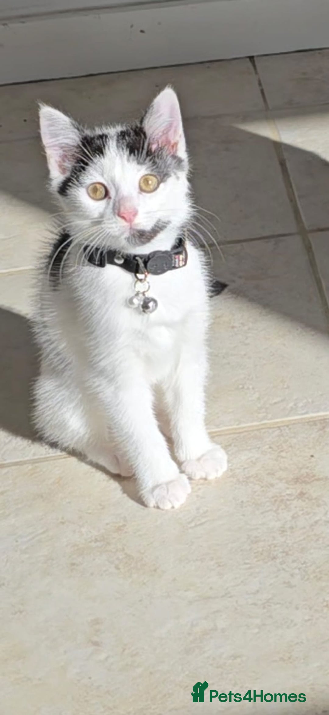 British Shorthair cats for sale: Beautiful 6 month old White Kitten - Advert 1