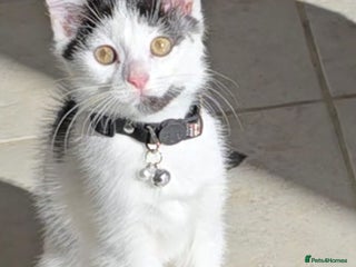 British Shorthair cats Beautiful 6 month old White Kitten - Advert 7