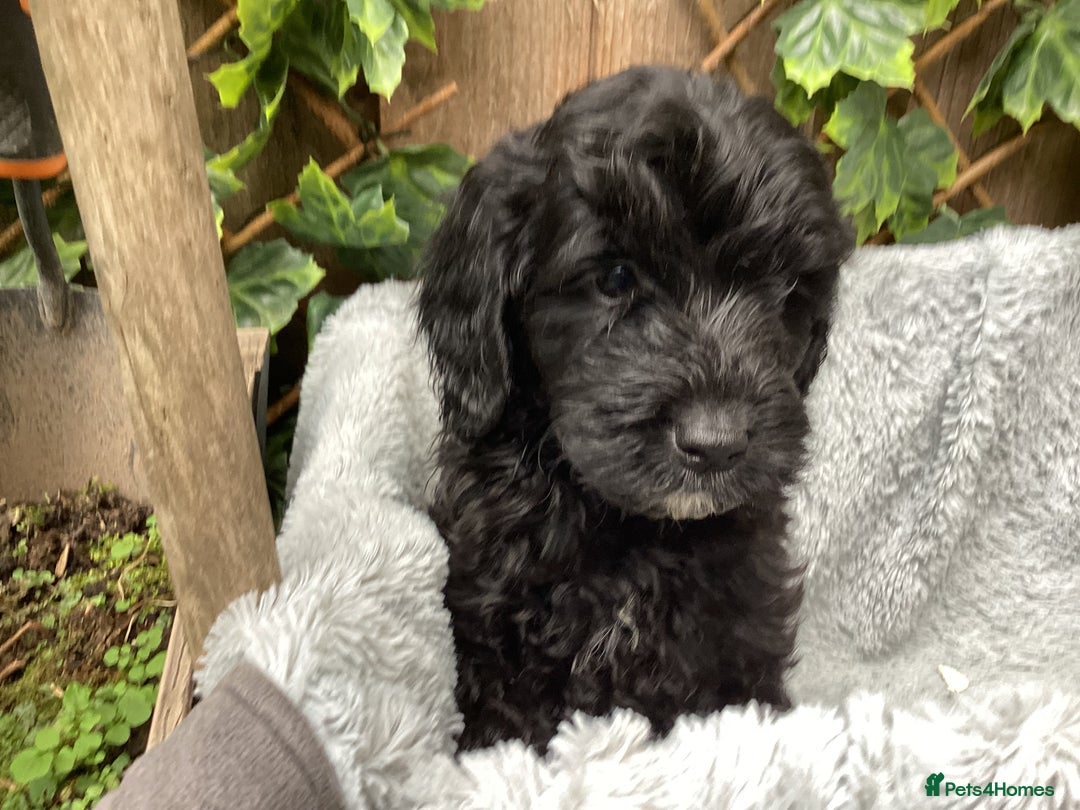 Sproodle dogs for sale: Stunning litter of Sproodle Pups - Image 6