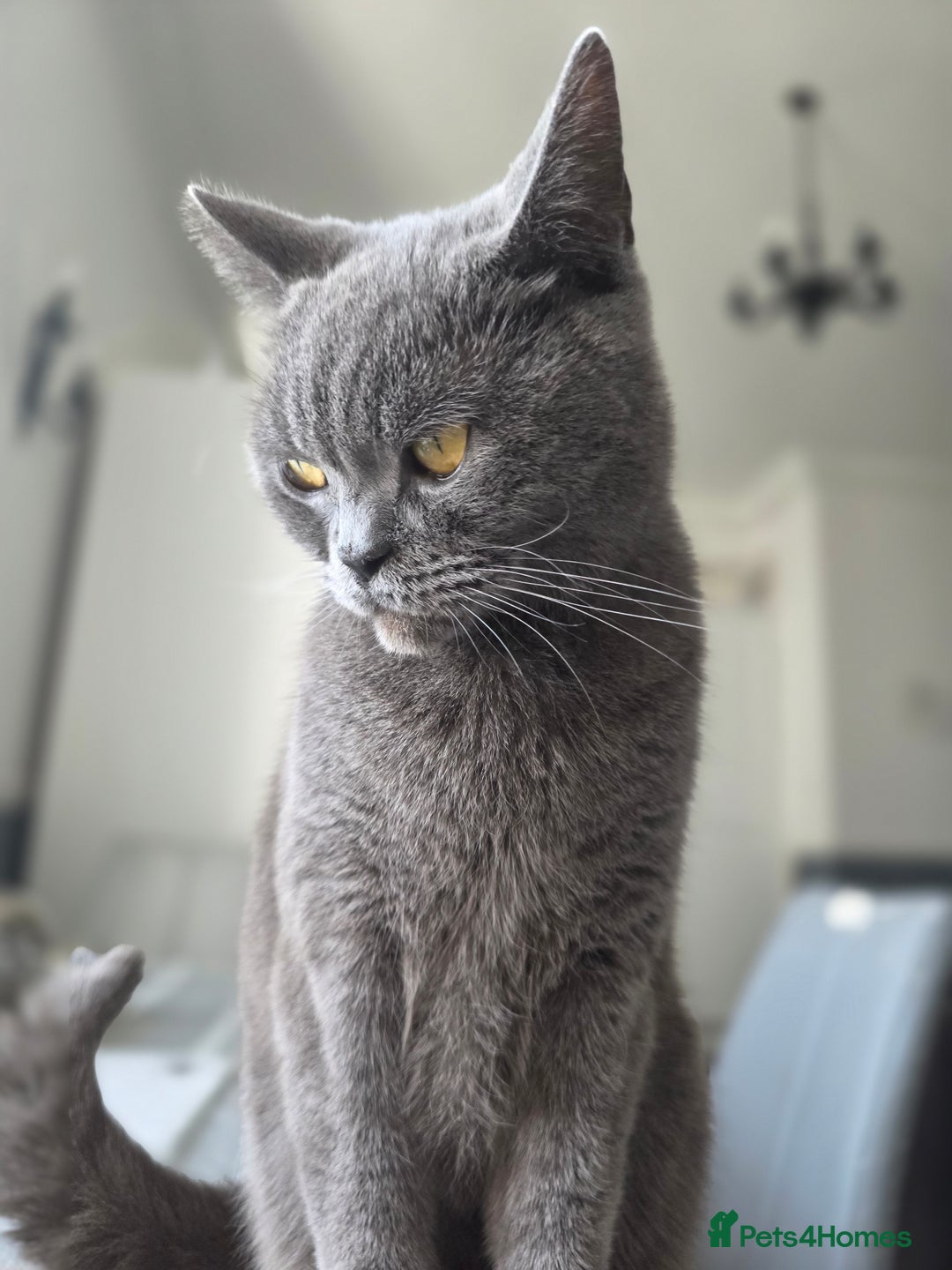 British Shorthair cats for sale: Beautiful British Shorthair – Loving Home Wanted - Image 5