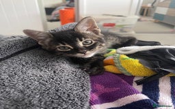 Bengal cats for sale: Adorable kittens looking for their forever homes  - Image 12