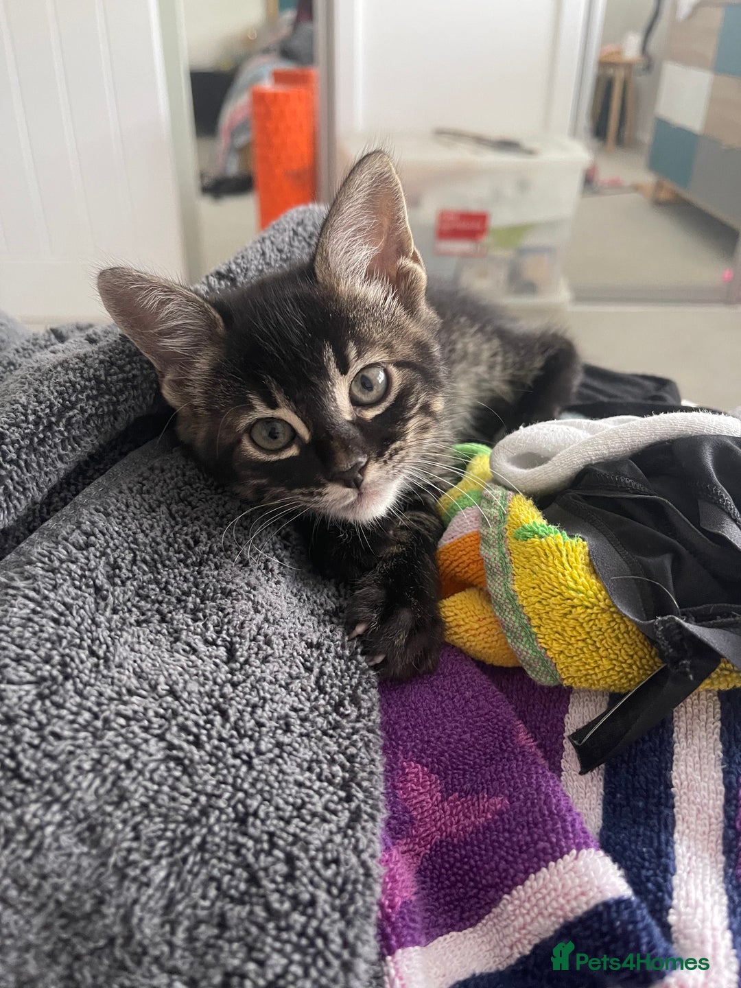 Bengal cats for sale: Adorable kittens looking for their forever homes  - Image 12