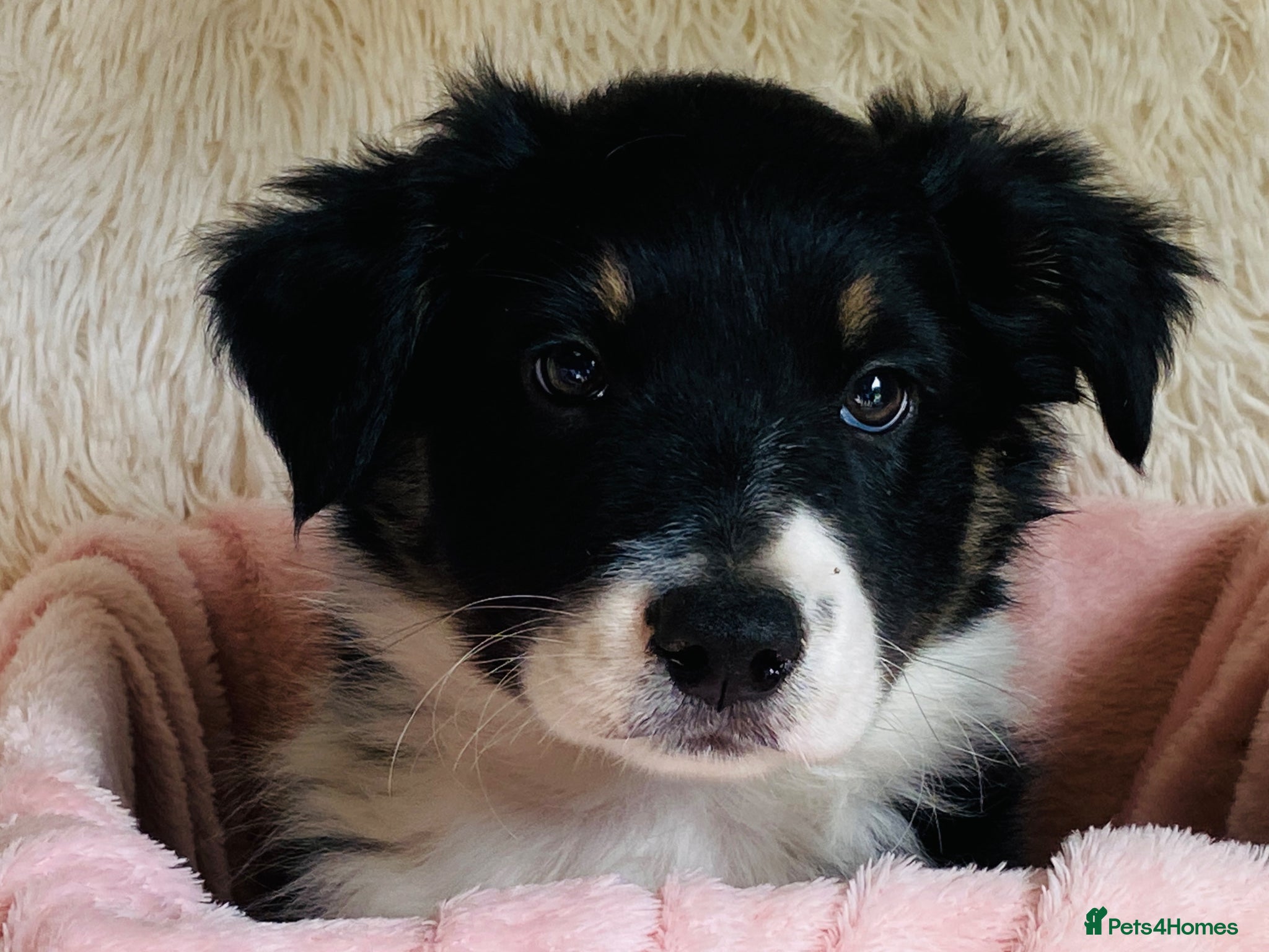 Border Collie dogs Border Collie Puppies from Health Tested Parents - Advert 2