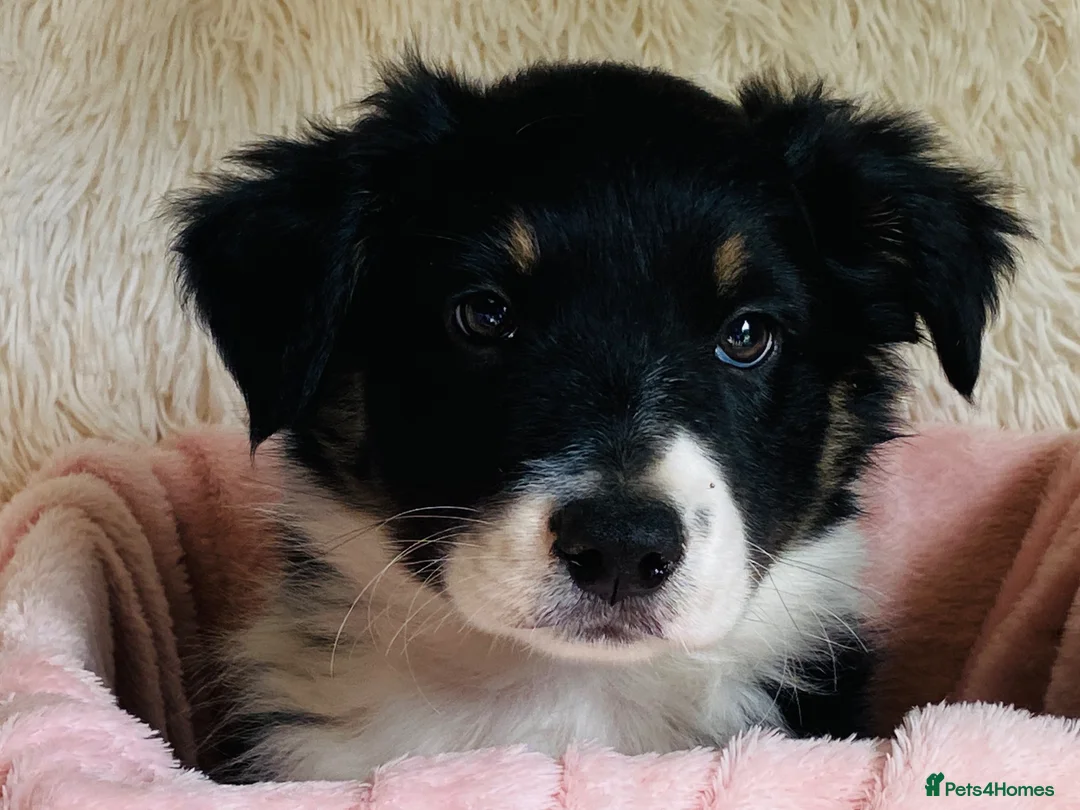 Border Collie dogs for sale: Border Collie Puppies from Health Tested Parents - Advert 2