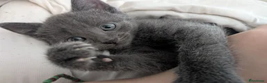 Russian Blue 2