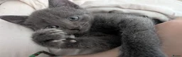Russian Blue cats for sale: 2 female russian blue kittens  - Advert 3