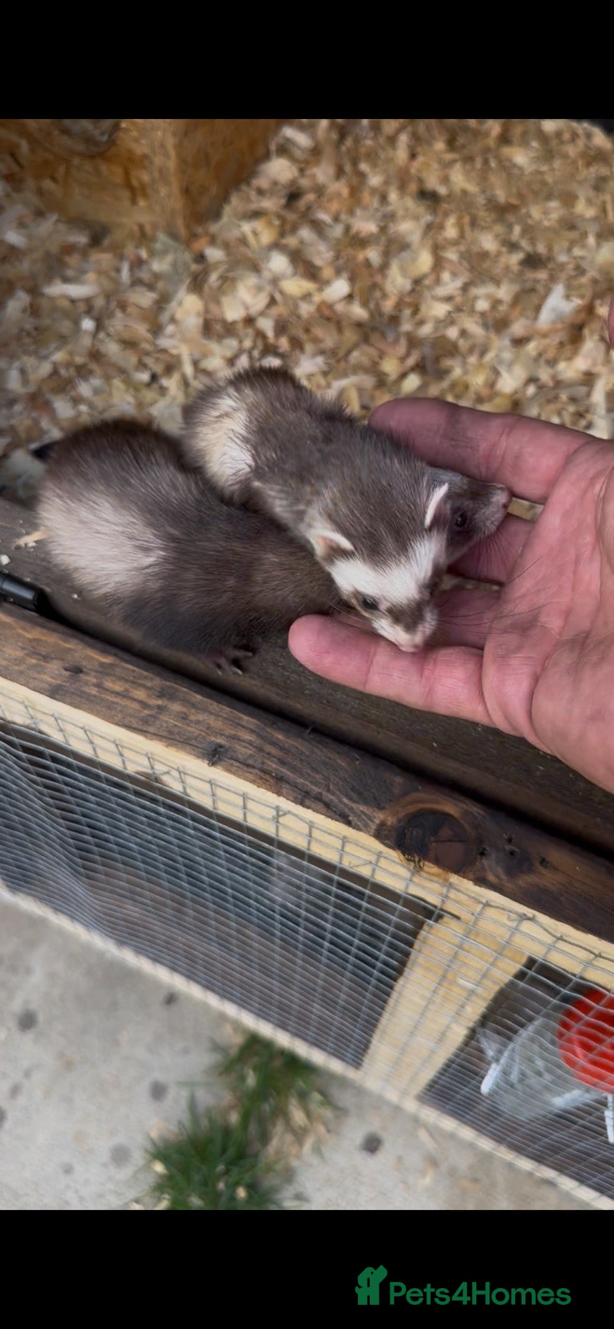Ferret rodents  micro ferrets  - Advert 4