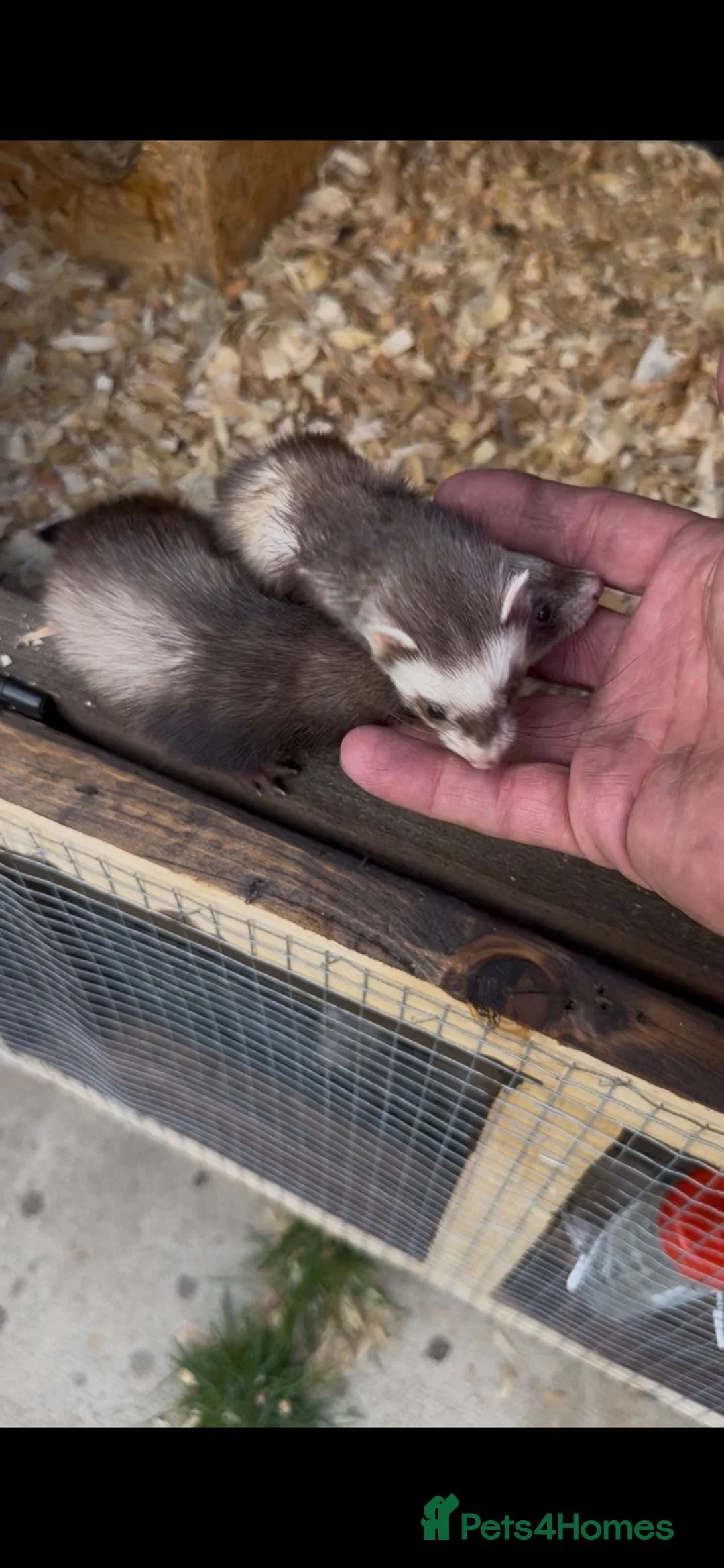 Ferret rodents for sale:  micro ferrets  - Advert 1