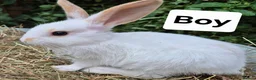 Mixed Breed rabbits for sale: 7 lovely mixed breed rabbits  - Advert 6