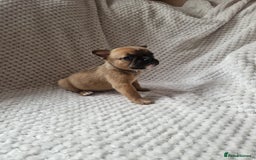 Mixed Breed dogs for sale: Beautiful Mini - Bull pups for sale  - Image 6