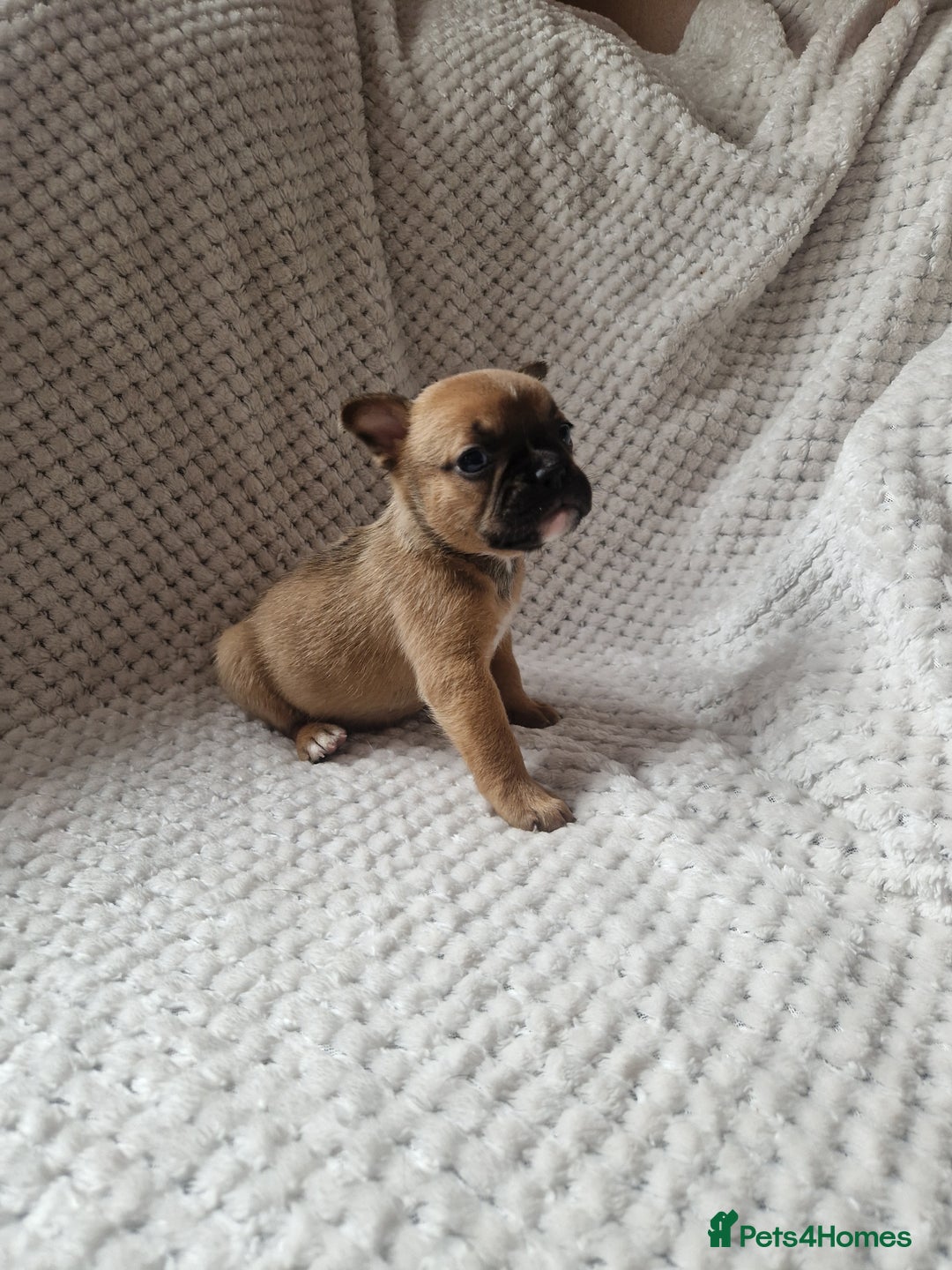 Mixed Breed dogs for sale: Beautiful Mini - Bull pups for sale  - Image 6