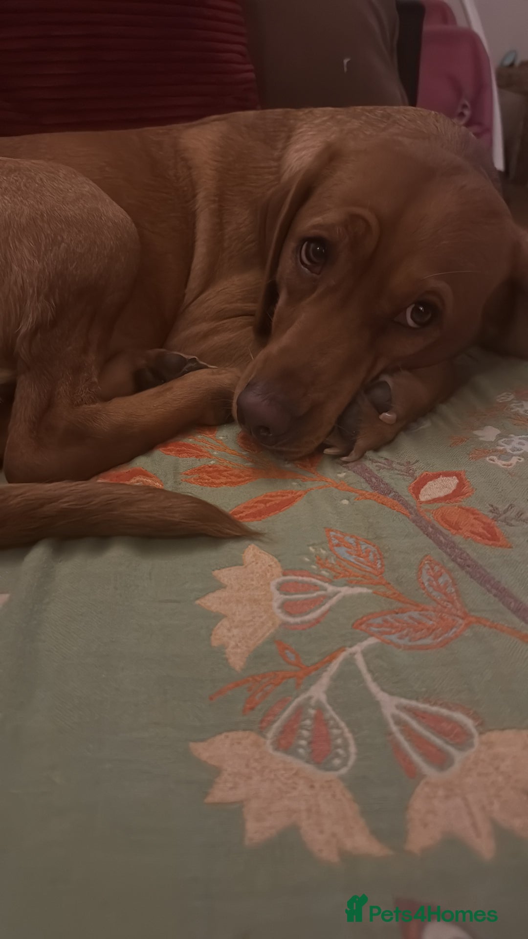 Labrador Retriever dogs for sale: Fox Red Labrador (female) 1.5 years  - Advert 9