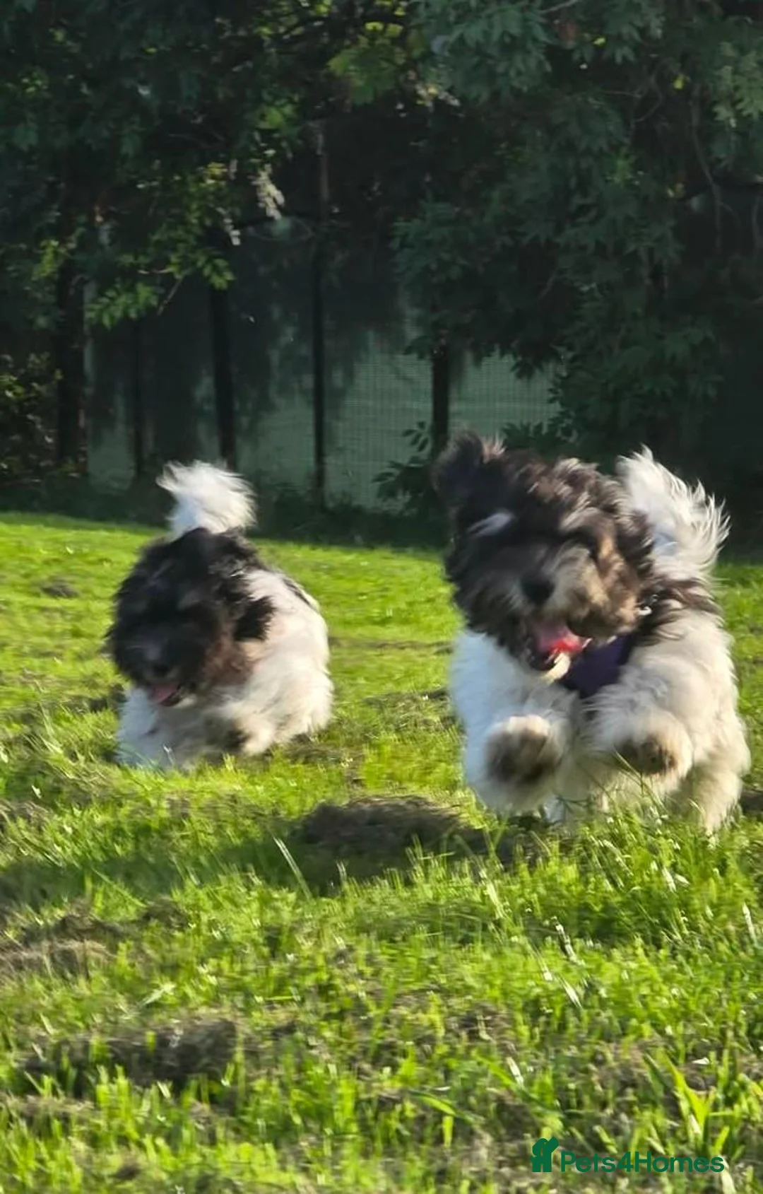 Havanese dogs for sale: Only 2 left!Purebred Havanese,Vaccinated,chipped - Advert 2