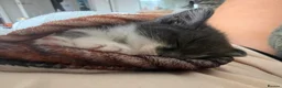 British Shorthair cats for sale: Gorgeous grey & white breed kitten .  - Advert 2