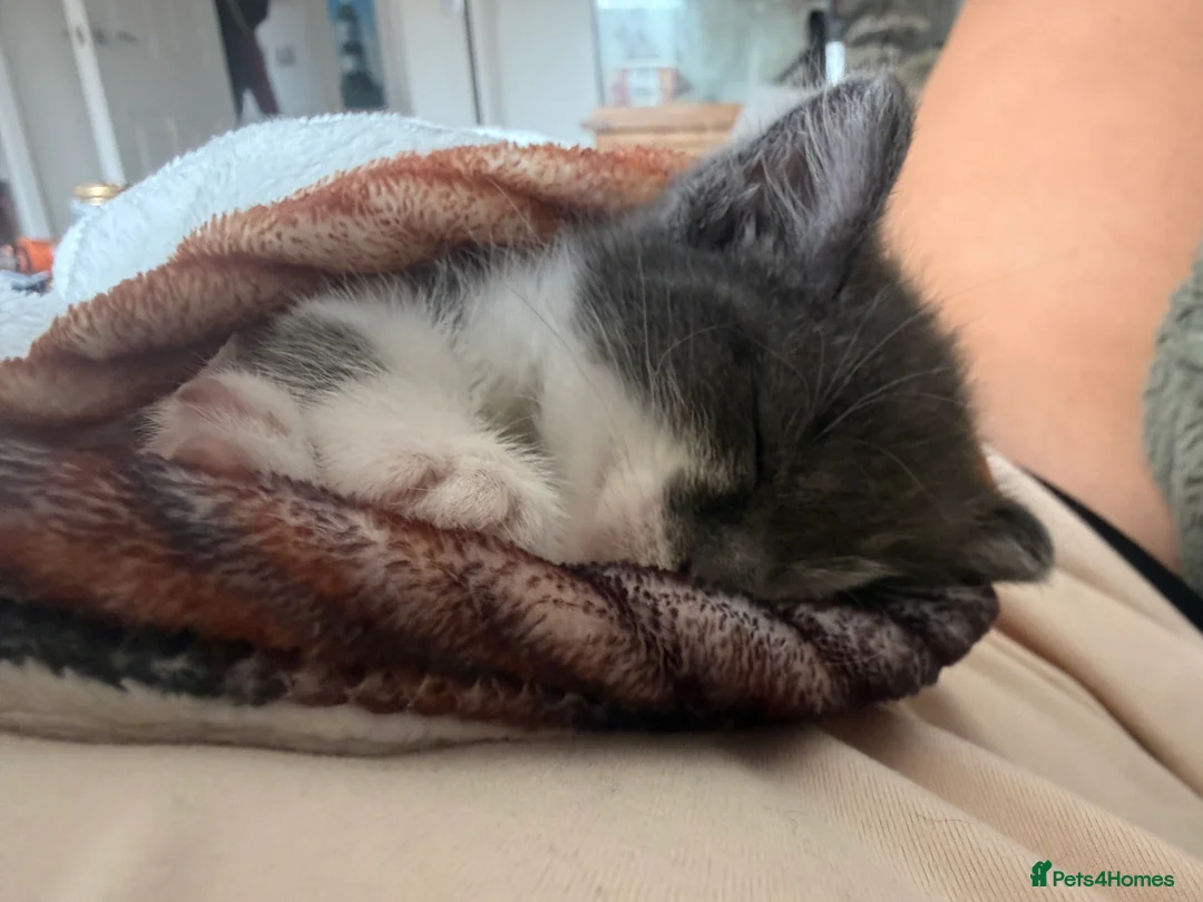 British Shorthair cats for sale: Gorgeous grey & white breed kitten .  - Advert 2