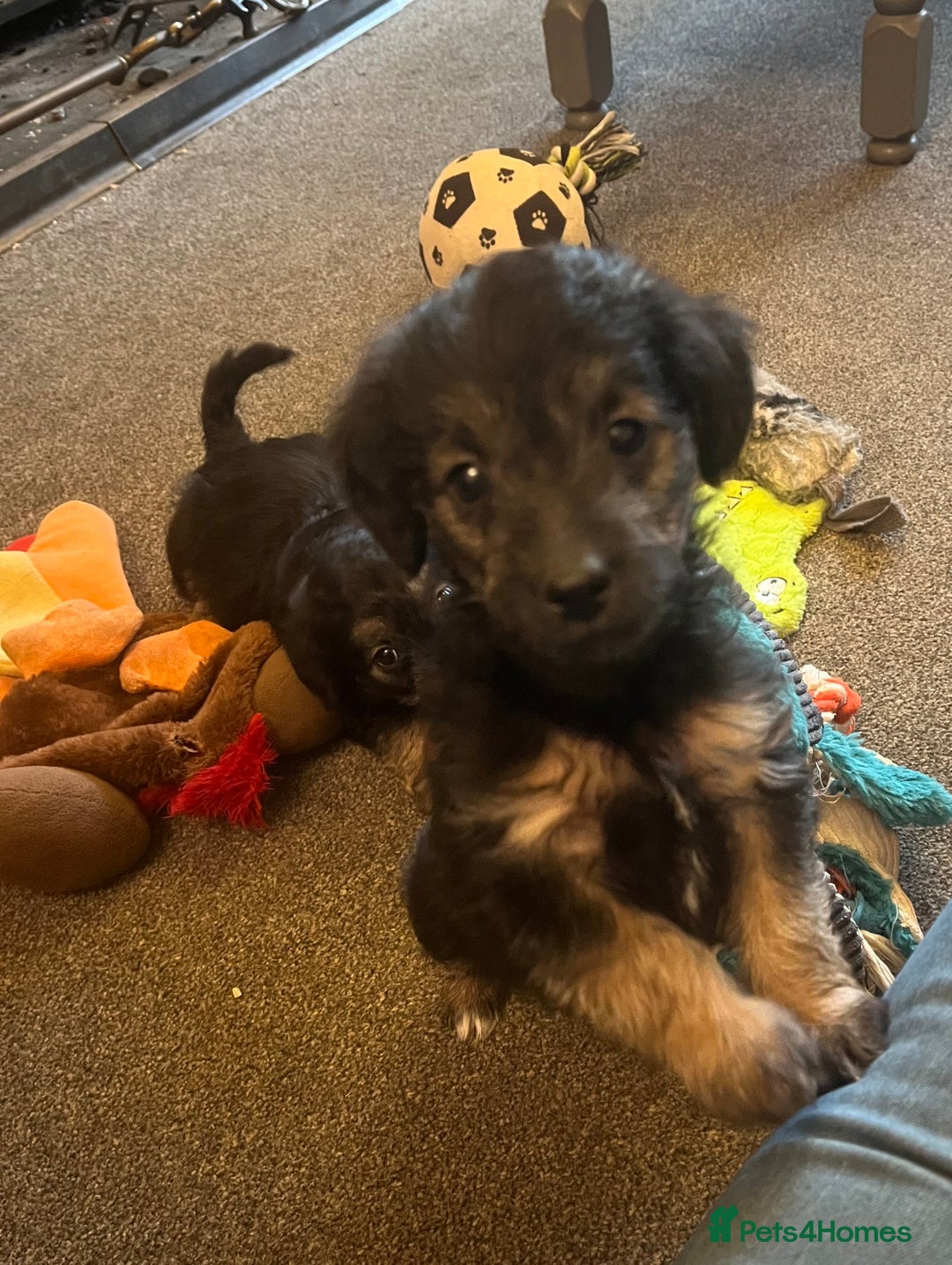 Jackapoo dogs for sale: JACKAPOO Puppies, DNA health screened - Advert 7