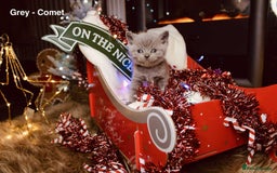 British Shorthair cats for sale: BSH Males and Females available  - Image 1