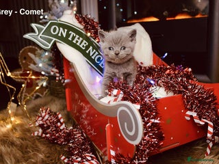 British Shorthair cats for sale - Advert 1