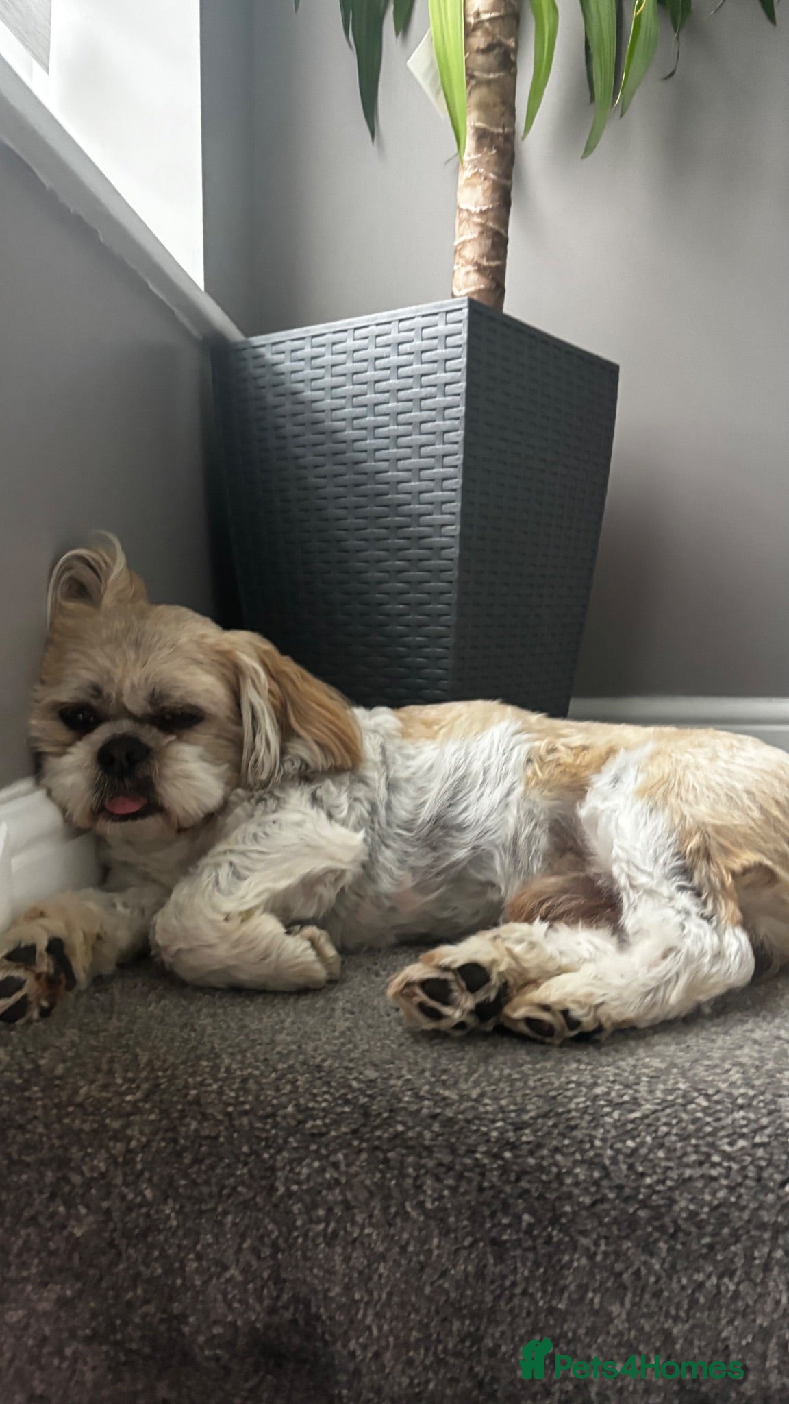 Shih Tzu dogs Dog ready for a new home - Advert 1