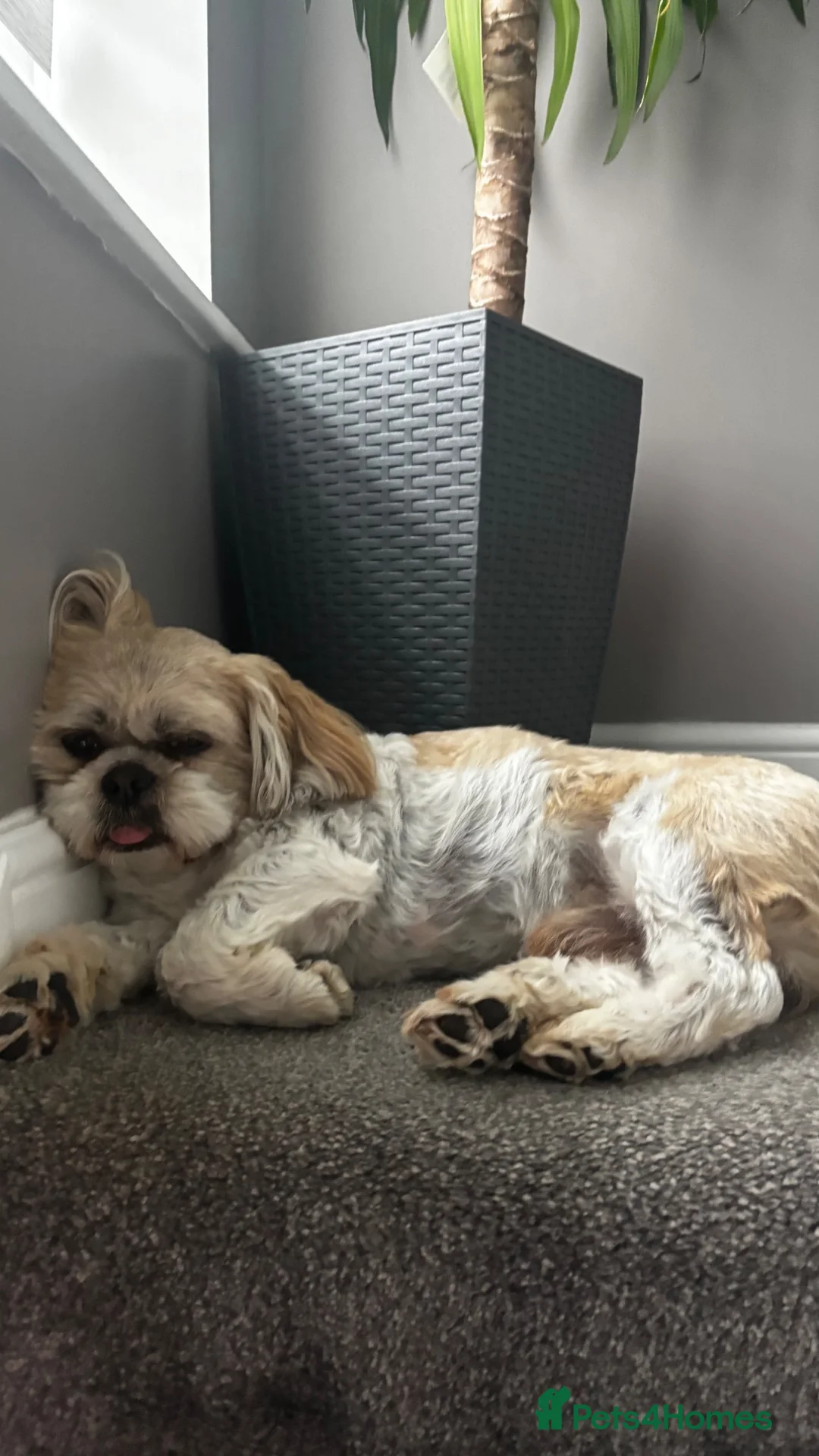 Shih Tzu dogs for sale: Dog ready for a new home - Advert 1
