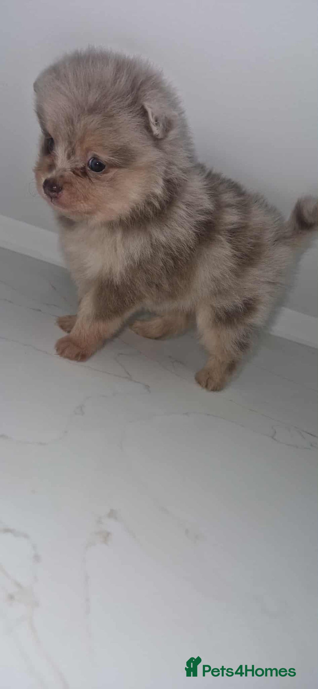 Pomeranian dogs for sale: Beautiful pomeranian puppies  - Advert 16