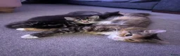 Persian cats for sale: Half Persian Half Long hair Kittens.  - Advert 2