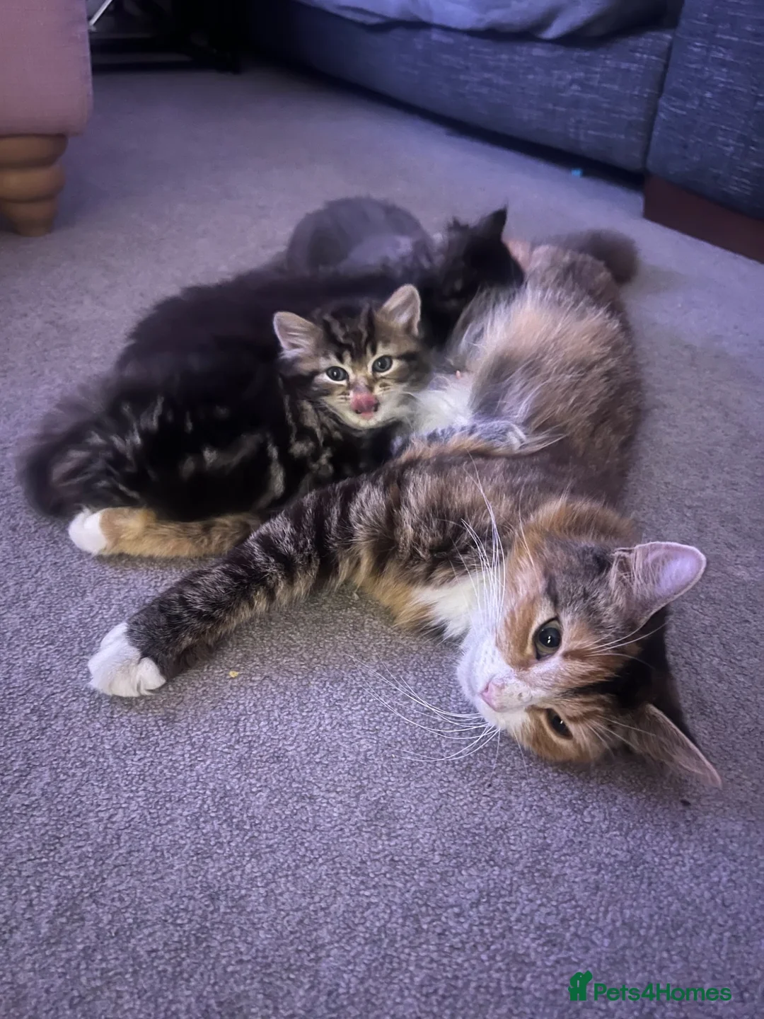 Persian cats for sale: Half Persian Half Long hair Kittens.  - Advert 2