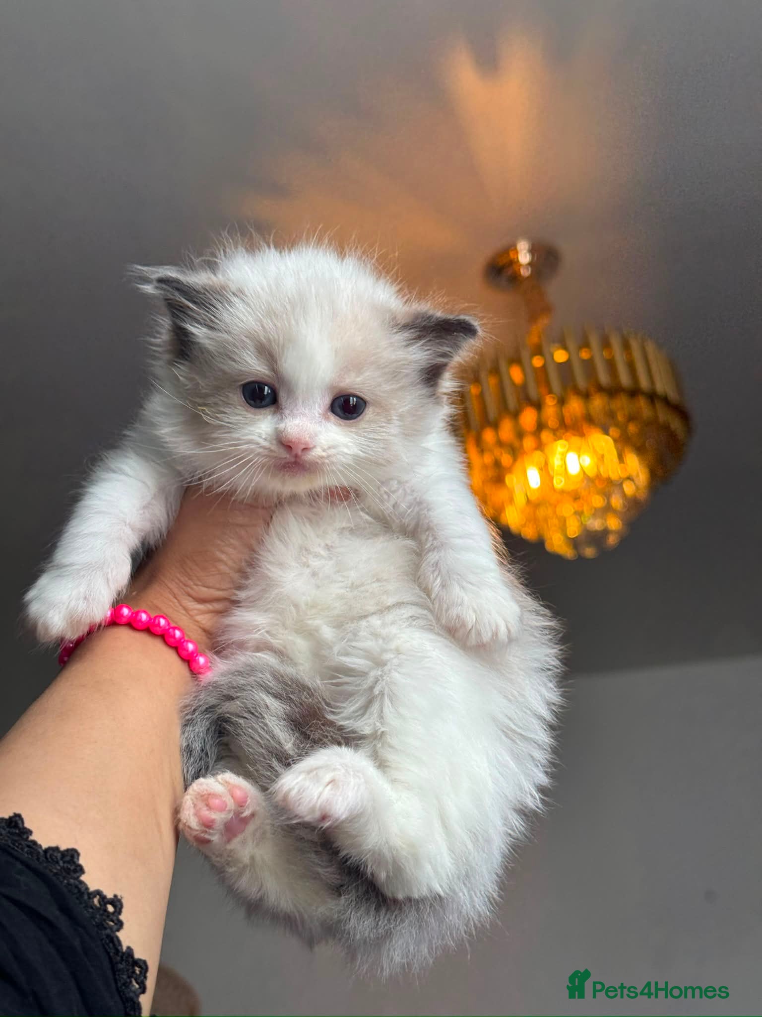 Ragdoll cats Active bi color Registered Ragdoll kittens - Advert 7