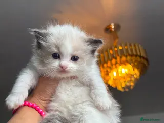 Ragdoll cats Active bi color Registered Ragdoll kittens - Advert 7