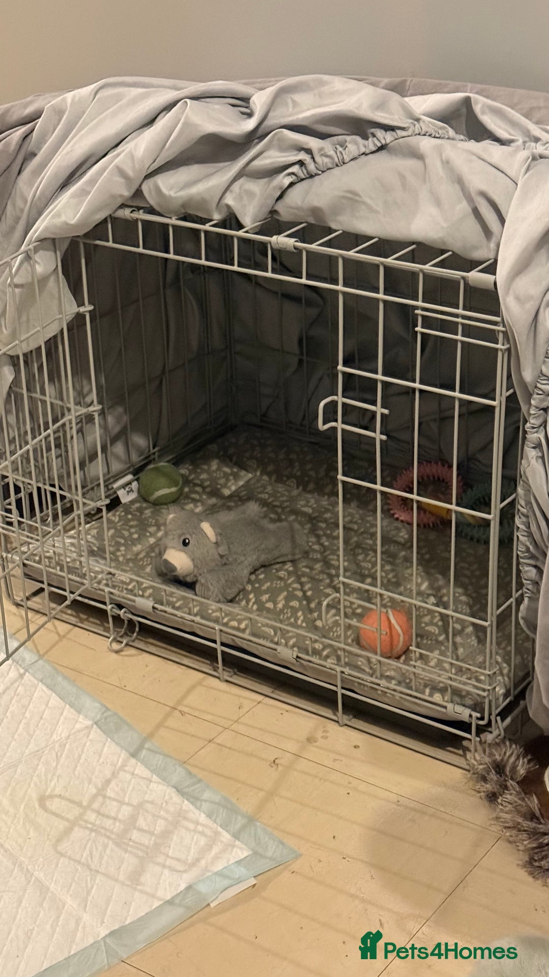 Cockapoo dogs for sale: Adorable Female Cockapoo Puppy for Sale - Advert 9