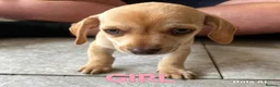 Dachshund dogs for sale: BEAUTIFUL DACHSHUND PUPS READY 9/11  - Advert 8