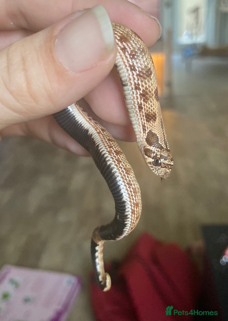 Snake reptiles Hognose’s available now 🐍🐍 Conda Quad hets - Advert 1