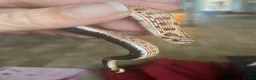 Snake reptiles for sale: Hognose’s available now 🐍🐍 Conda Quad hets - Advert 5