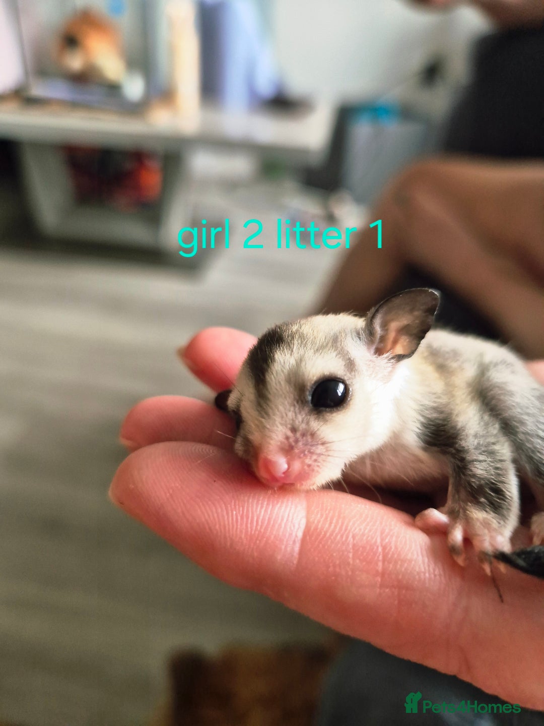 Sugar Glider rodents for sale: 4 baby sugar gliders ready 13th sept price each  - Image 37