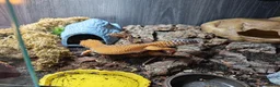 Leopard Gecko reptiles for sale: Leopard Gecko. Full bio active set up.  in Burntwood - Advert 2