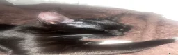 Mixed Breed cats for sale: male kitten for sale - Advert 3