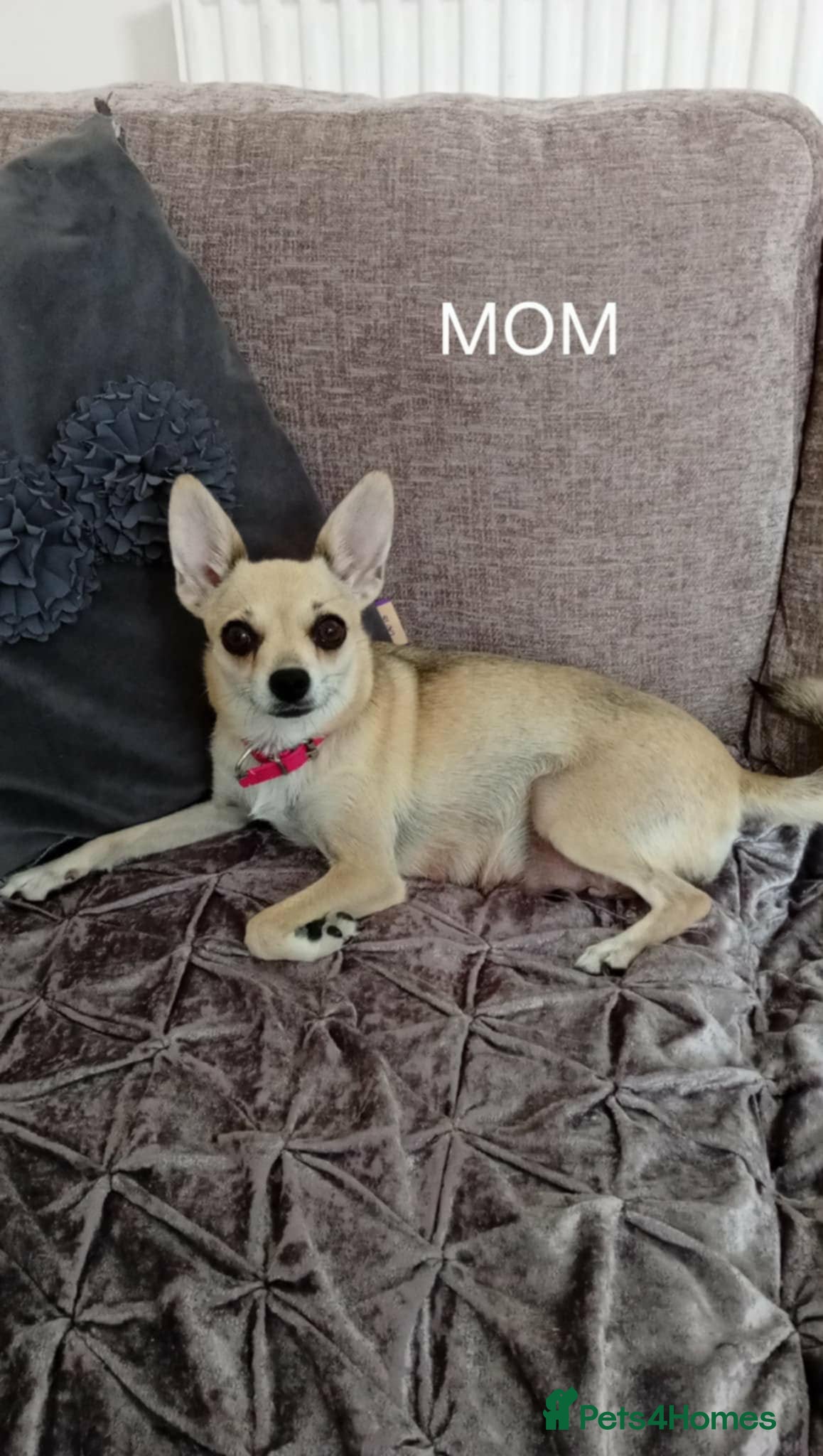 Miniature Pinscher dogs For Sale  - Advert 2