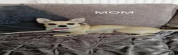 Miniature Pinscher dogs for sale: For Sale  - Advert 5