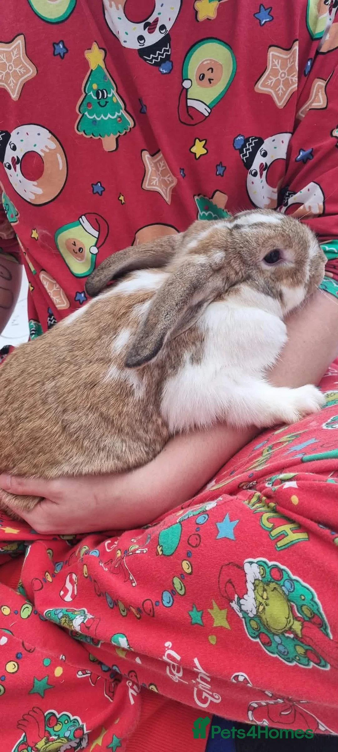 Mixed Breed rabbits for sale: Female rabbit looking for loving home - Advert 2