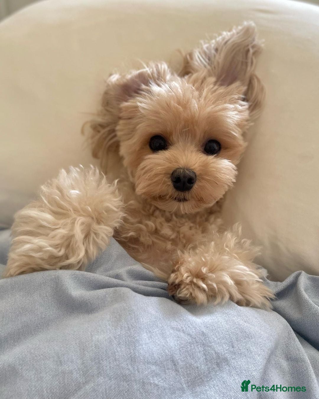 Maltipoo dogs for sale: Beautiful Maltipoo puppy called Daisy - Advert 3