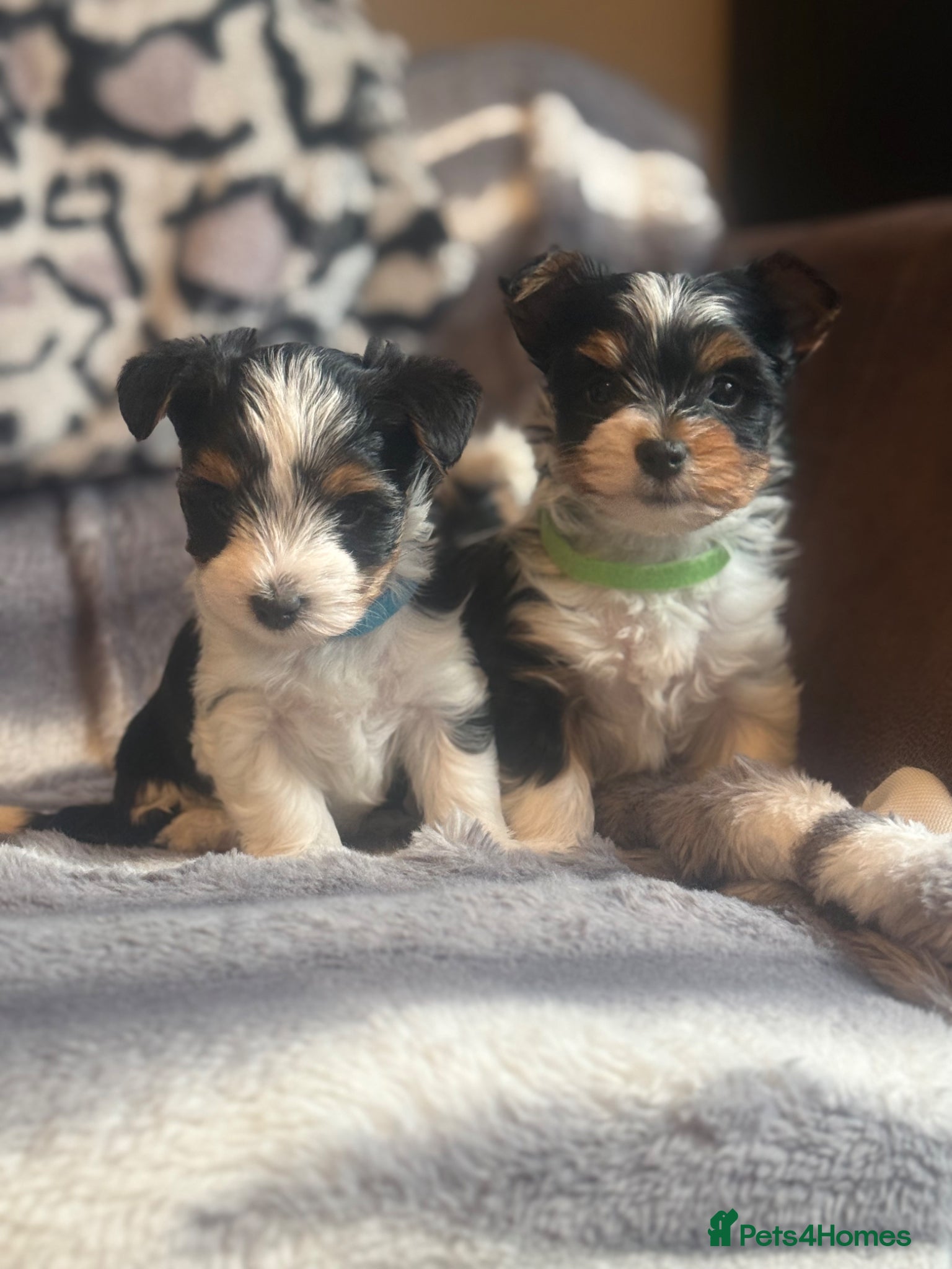 Biewer Terrier dogs  🐾🐶Beautiful Biewer Terrier Puppies🐾🐶 - Advert 1